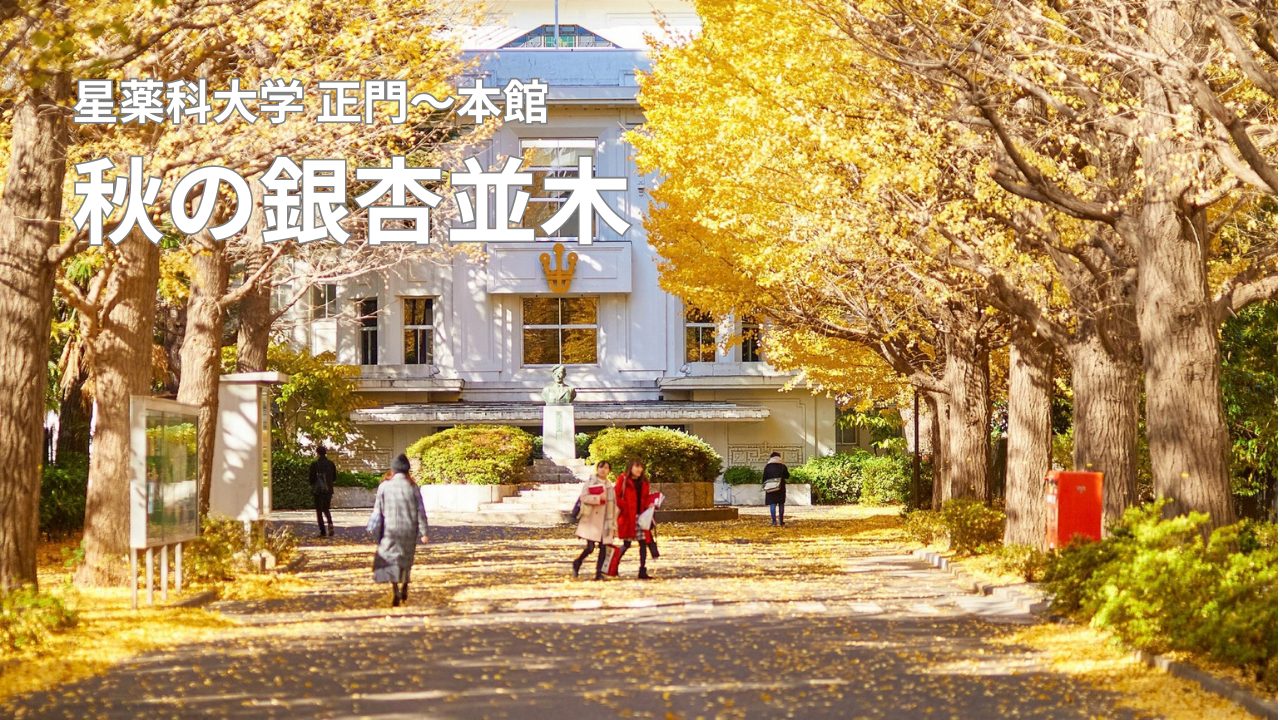 星薬科大学 正門〜本館 秋の銀杏並木 | 星薬科大学-薬学部