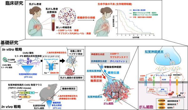 “痛み”ががん病態に関与する可能性を報告 –痛みを伝える“知覚神経”から放出される物質が乳がんの進行を促す仕組みを解明–